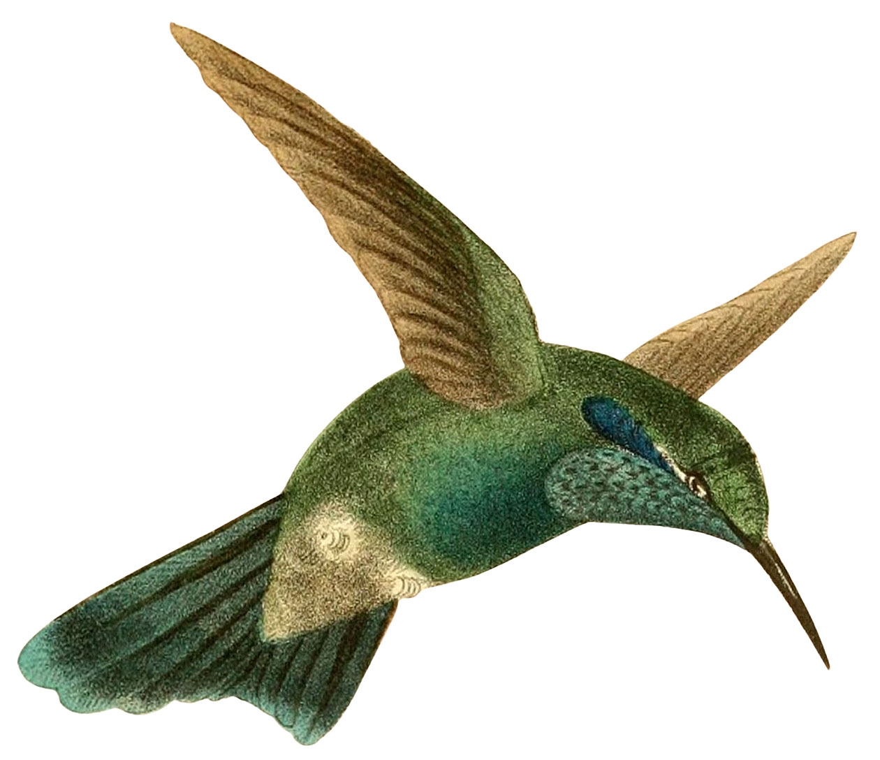 14 Hummingbird Images The Graphics Fairy