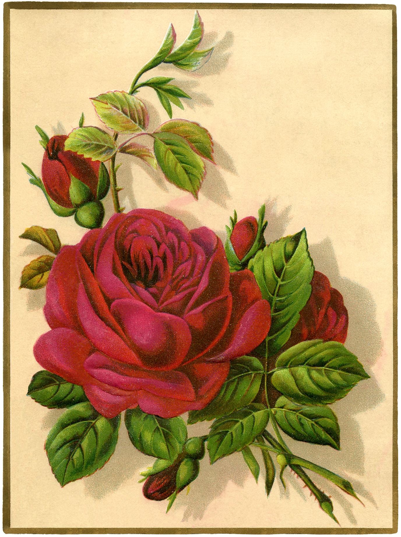 Printable Pictures Of Roses