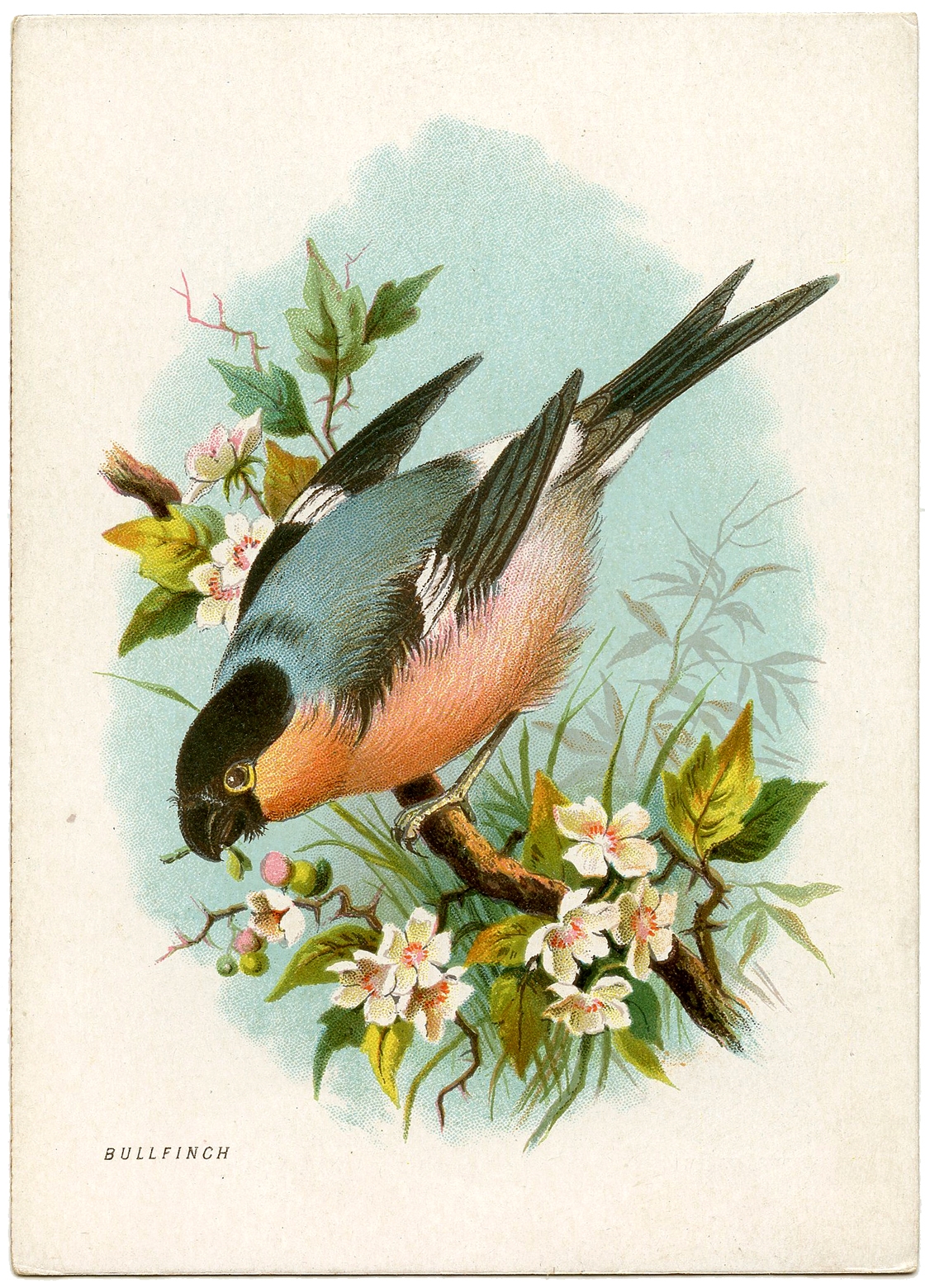 Free Printable Bird Images