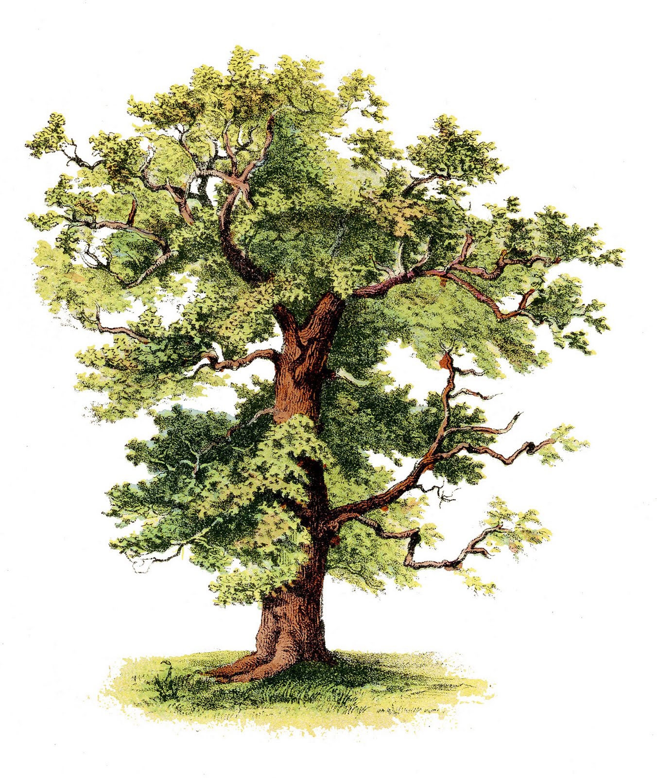 48 Tree Clipart Trees Images Free The Graphics Fairy