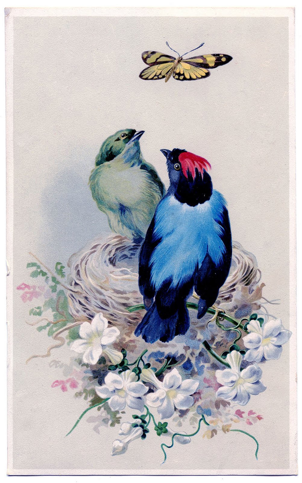 free printable bird images