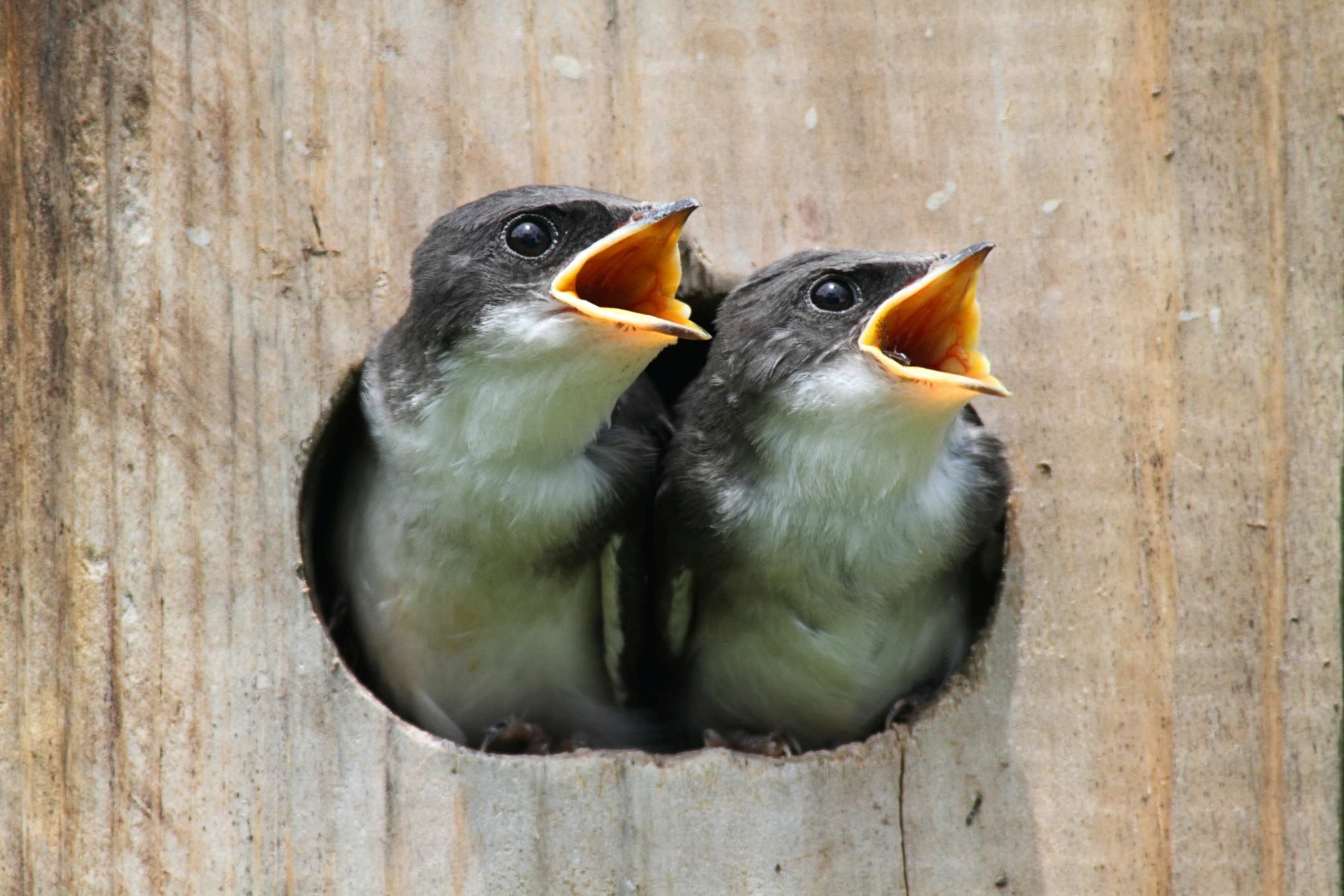 printable birdhouse preference chart