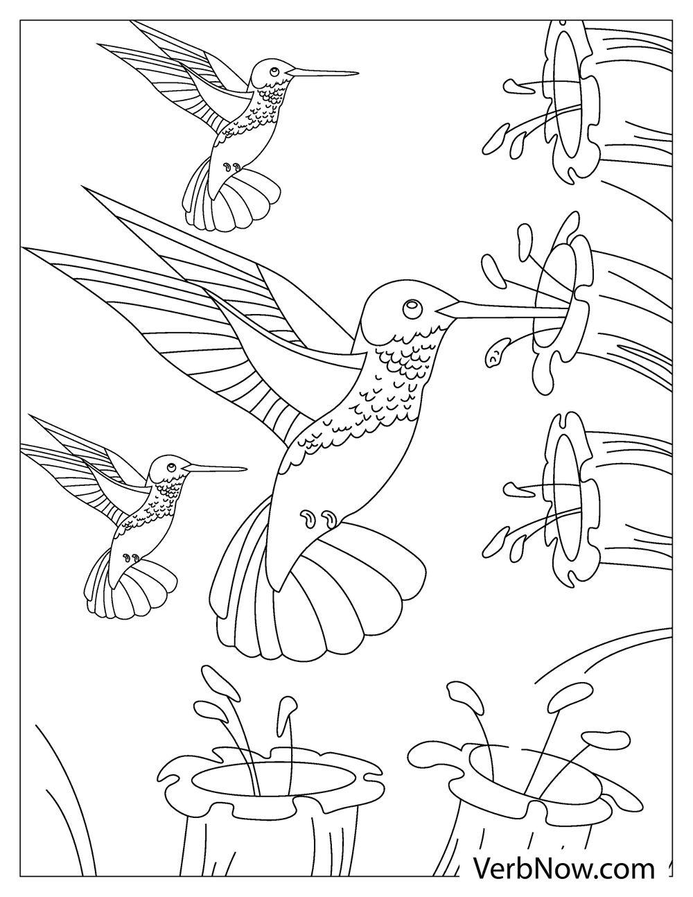 free printable hummingbird pictures