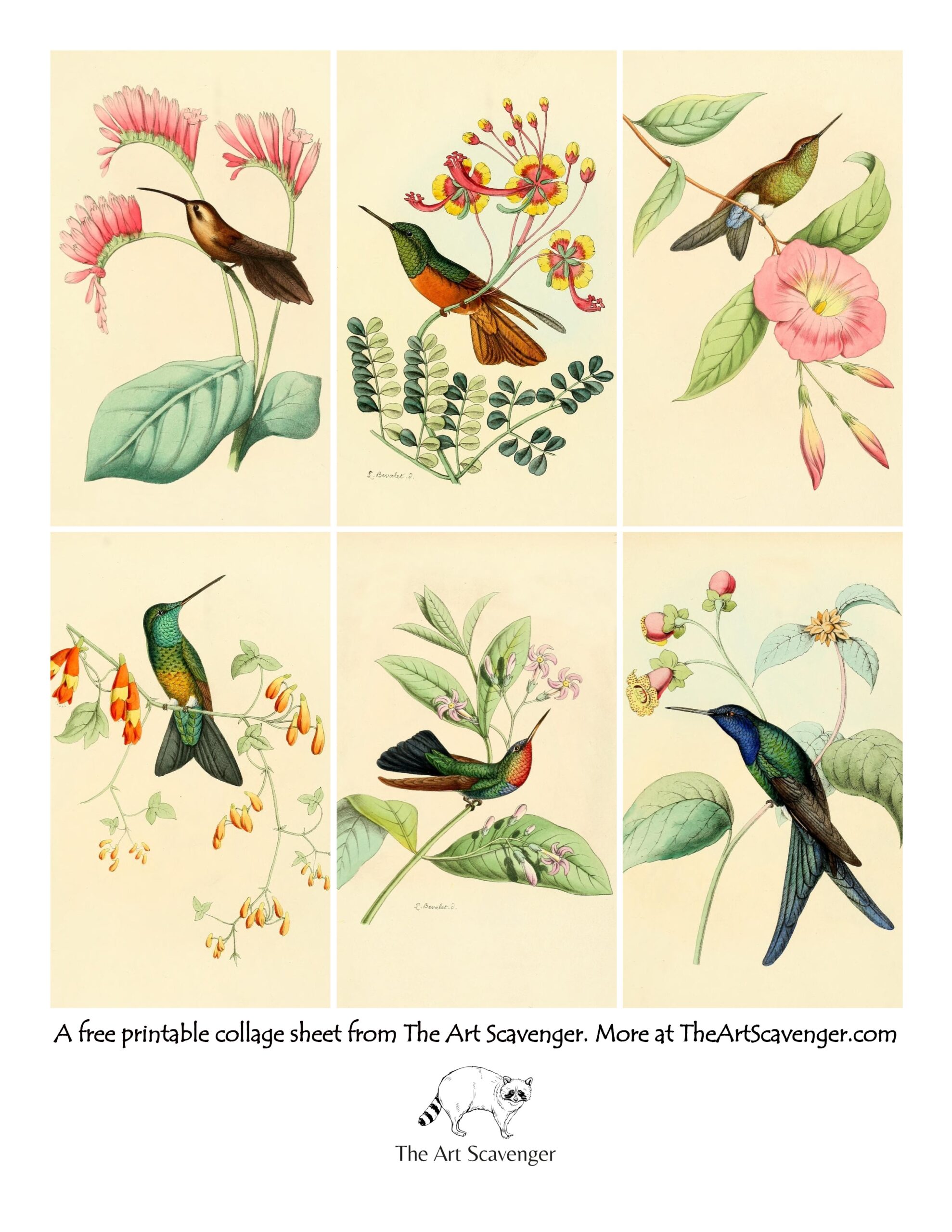 Free Printable Hummingbird Collage Sheets The Art Scavenger