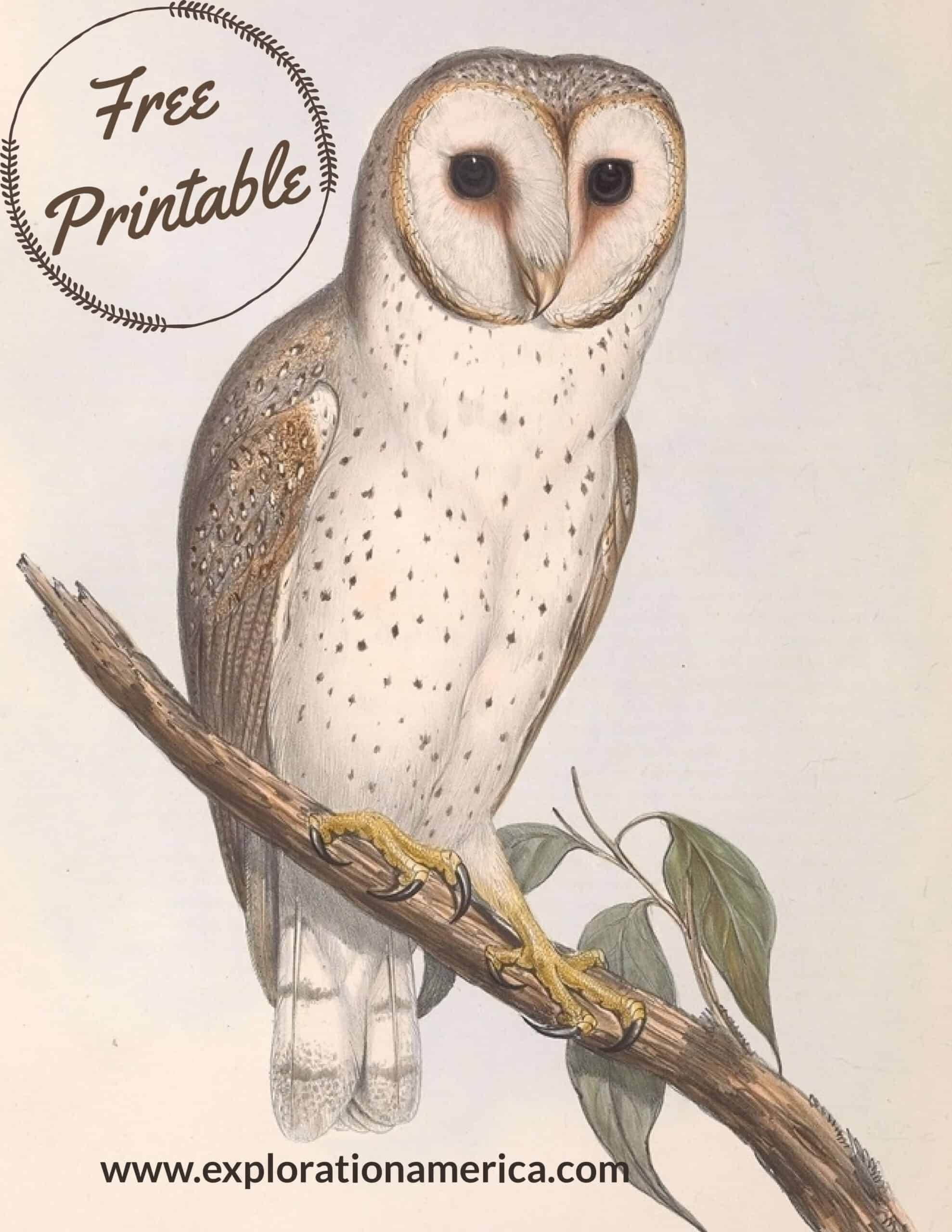 Free Printable Owl Images