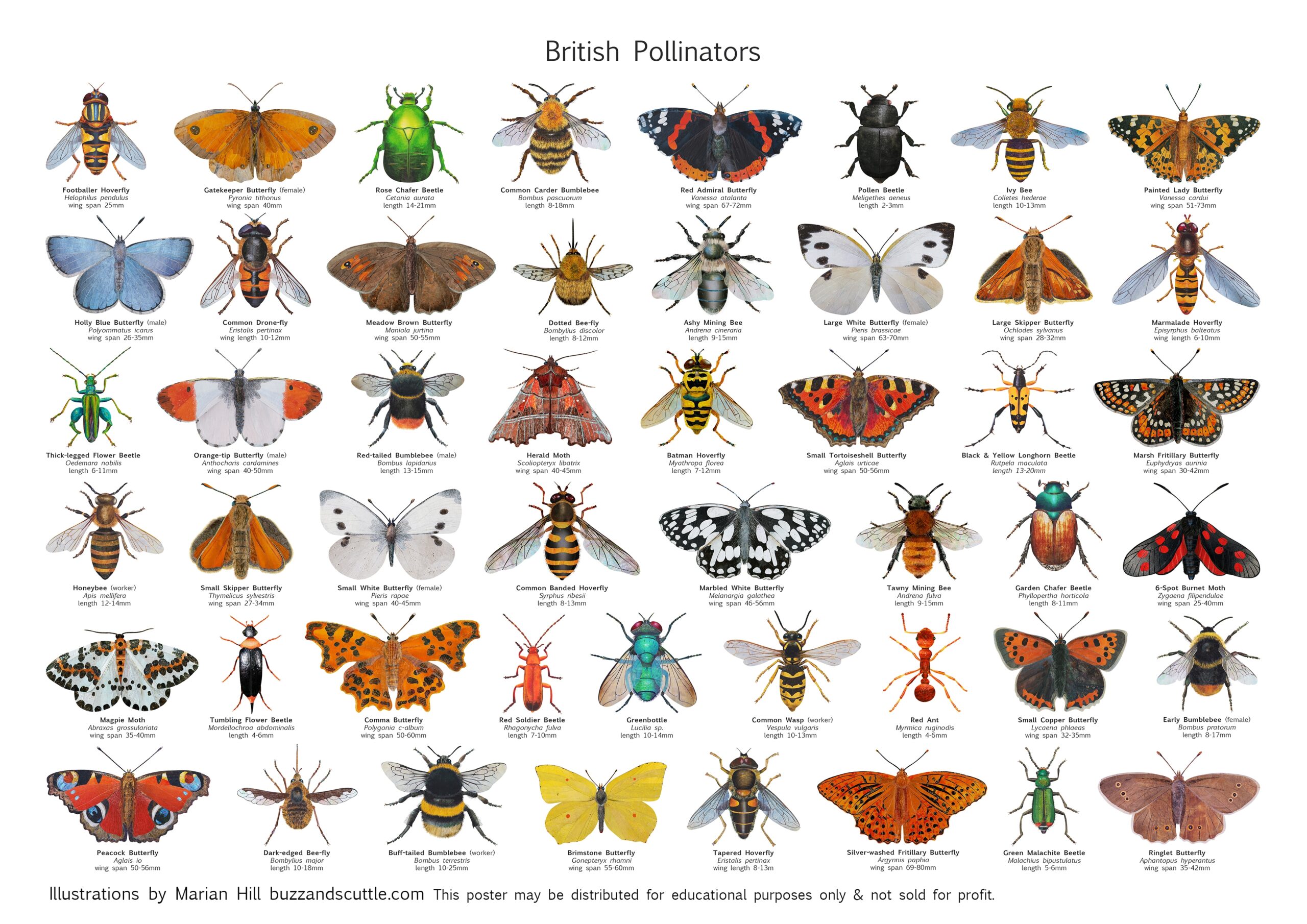 FREE Printable Resources BUZZ AND SCUTTLE
