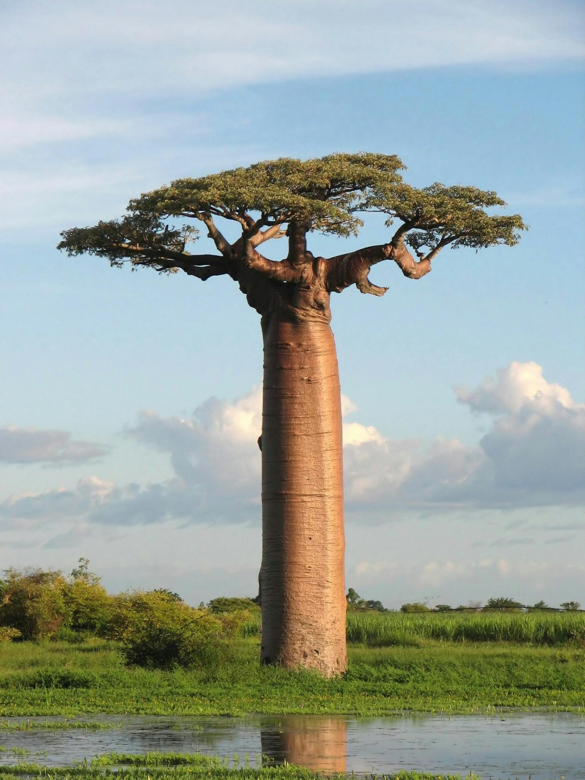 madagascar tree crossword clue