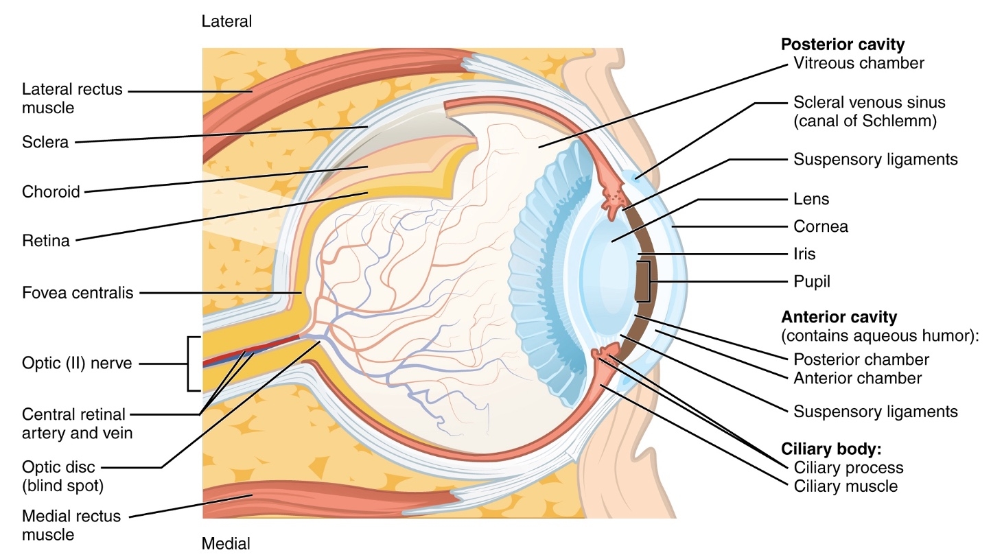 eye parts crossword puzzle clue eye parts crossword puzzle clue