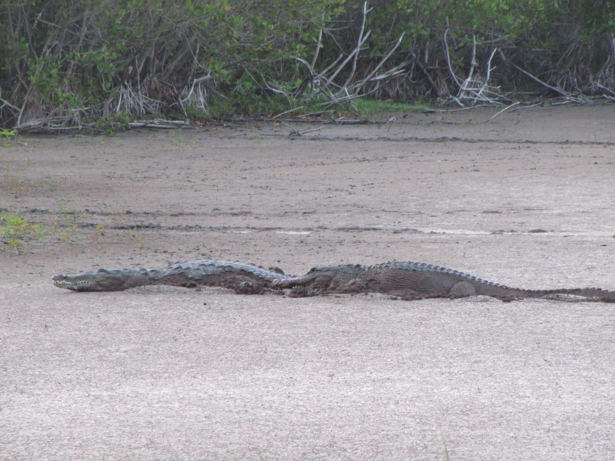 AskScience AMA Series I Study The Mutualistic Relationship Between Alligators And Wading Birds In The Everglades AMA R askscience