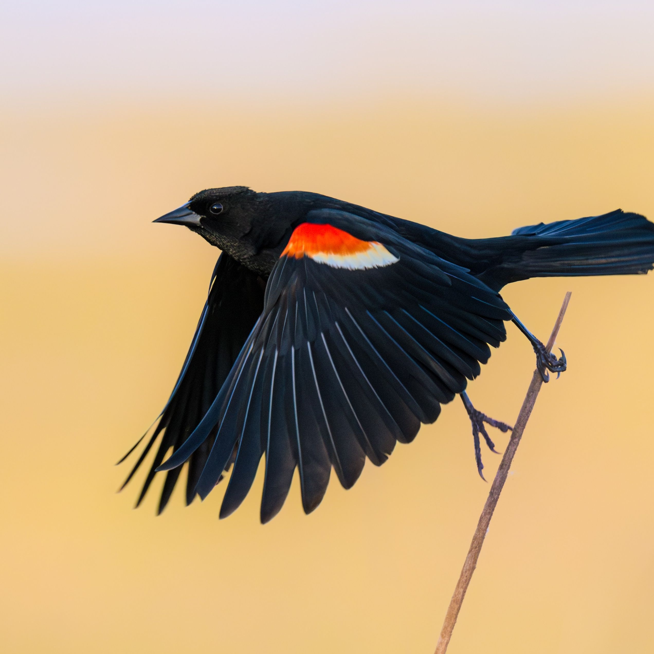 Birds Are Declining Faster And Faster In 3 US Hotspots New Study Finds Live Science Birds Are Declining Faster And Faster In 3 US Hotspots New Study Finds Live Science