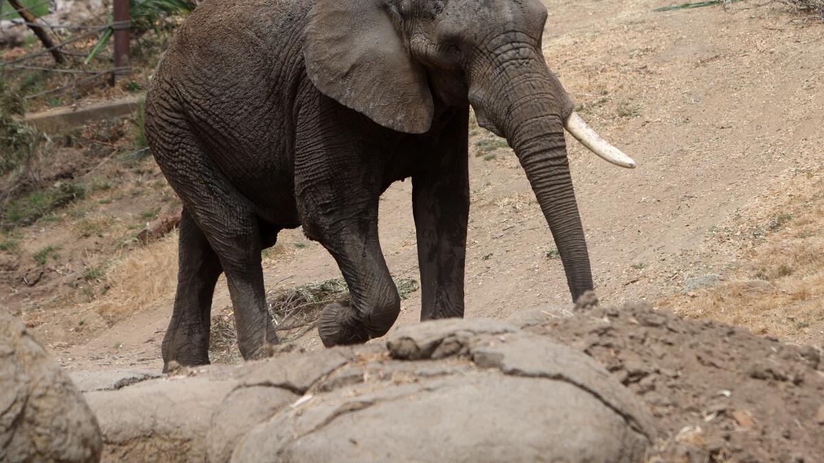 Commentary Oakland Zoo Is Right To Rethink Keeping Elephants In Captivity Los Angeles Times