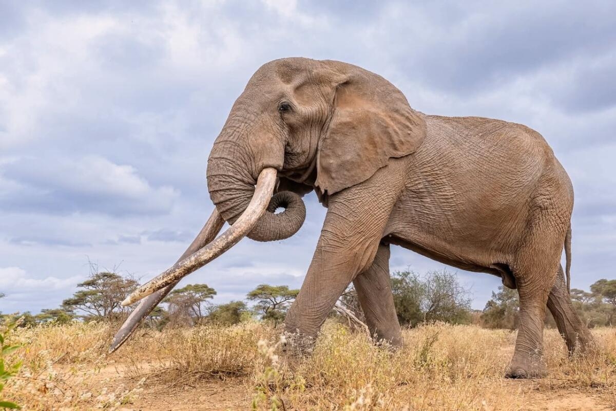 Conservationists In Kenya Pay Tribute To Beloved super Tusker Elephant Craig Who Died At Age 54 Los Angeles Times Conservationists In Kenya Pay Tribute To Beloved super Tusker Elephant Craig Who Died At Age 54 Los Angeles Times
