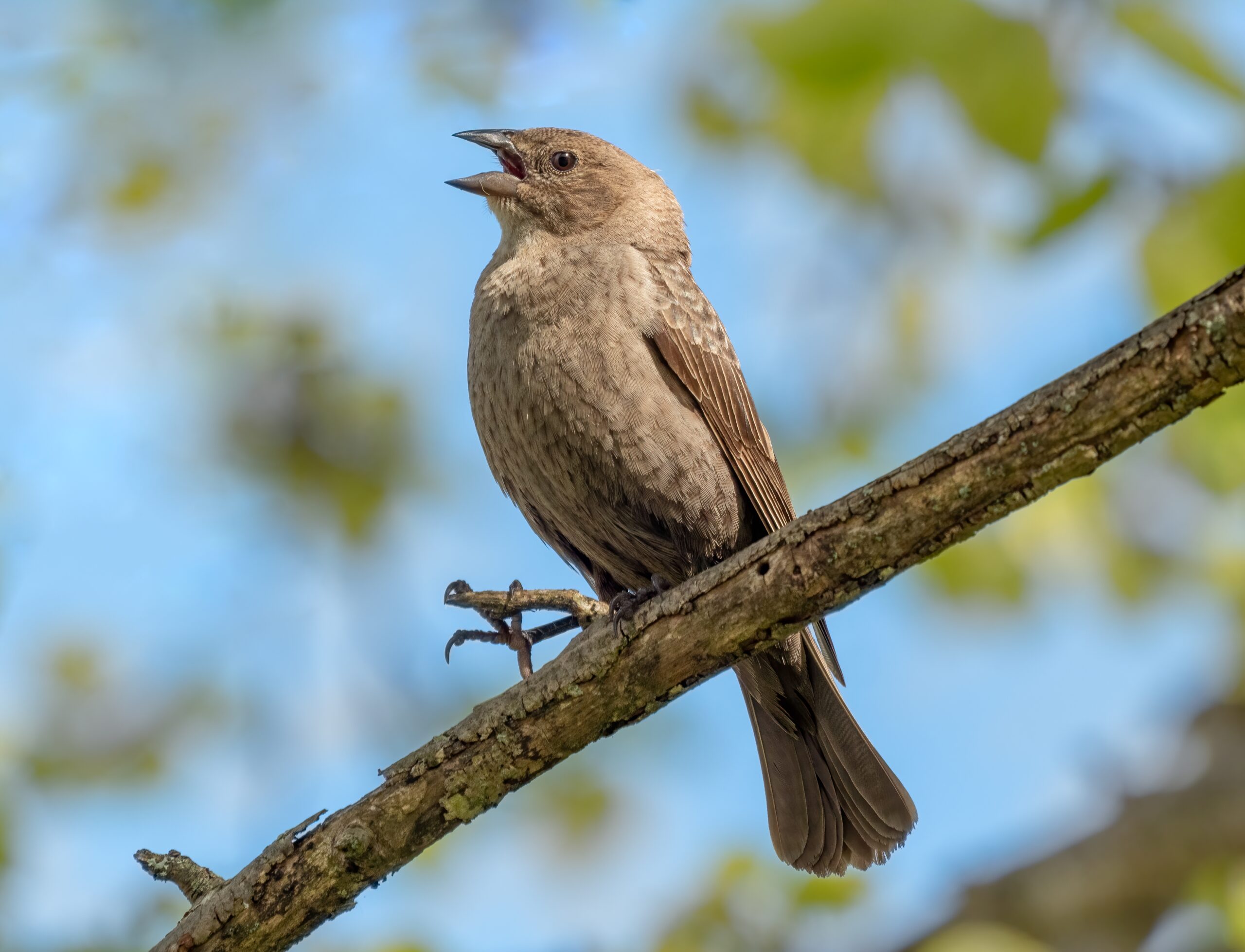 blackbird crossword clue