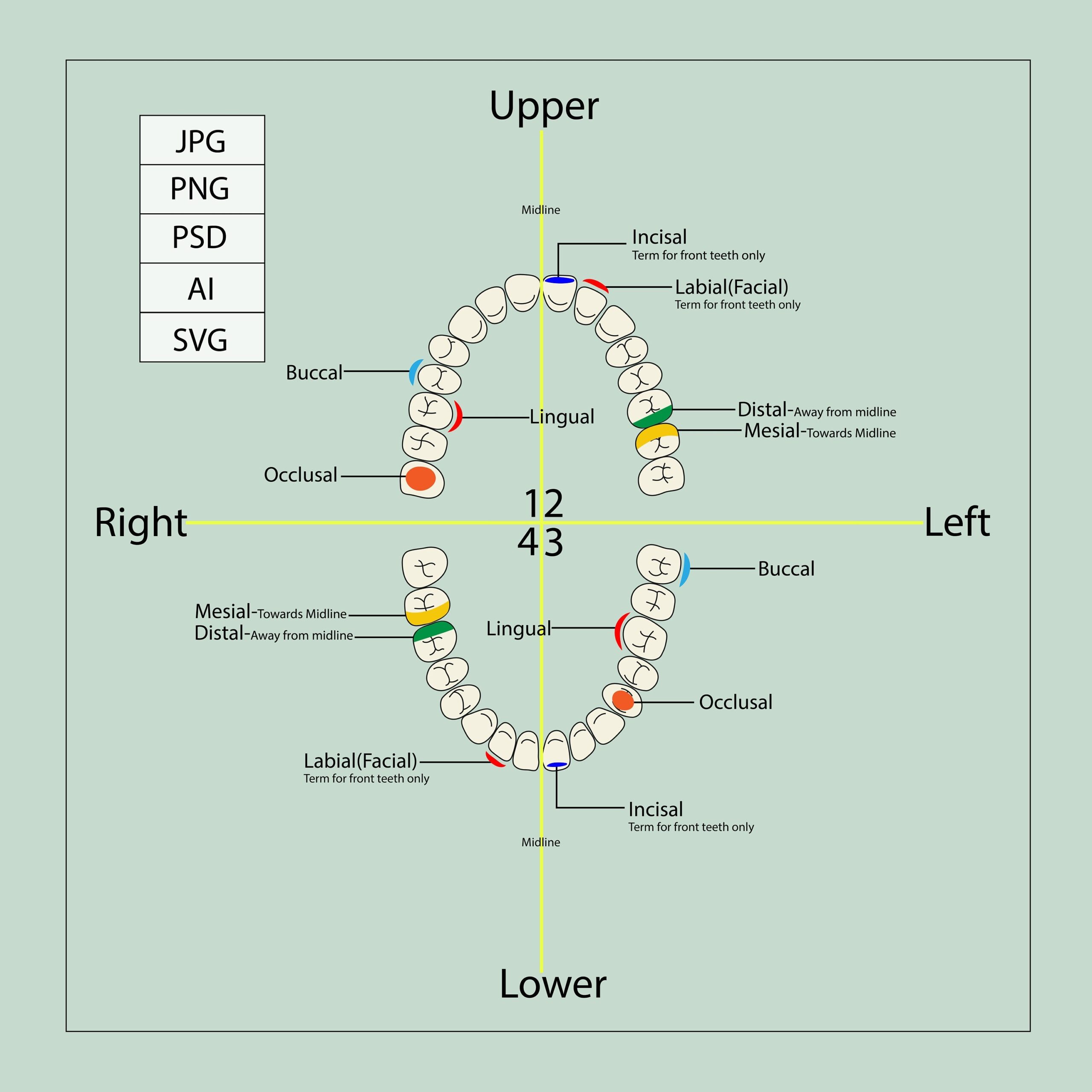 printable tooth surface chart