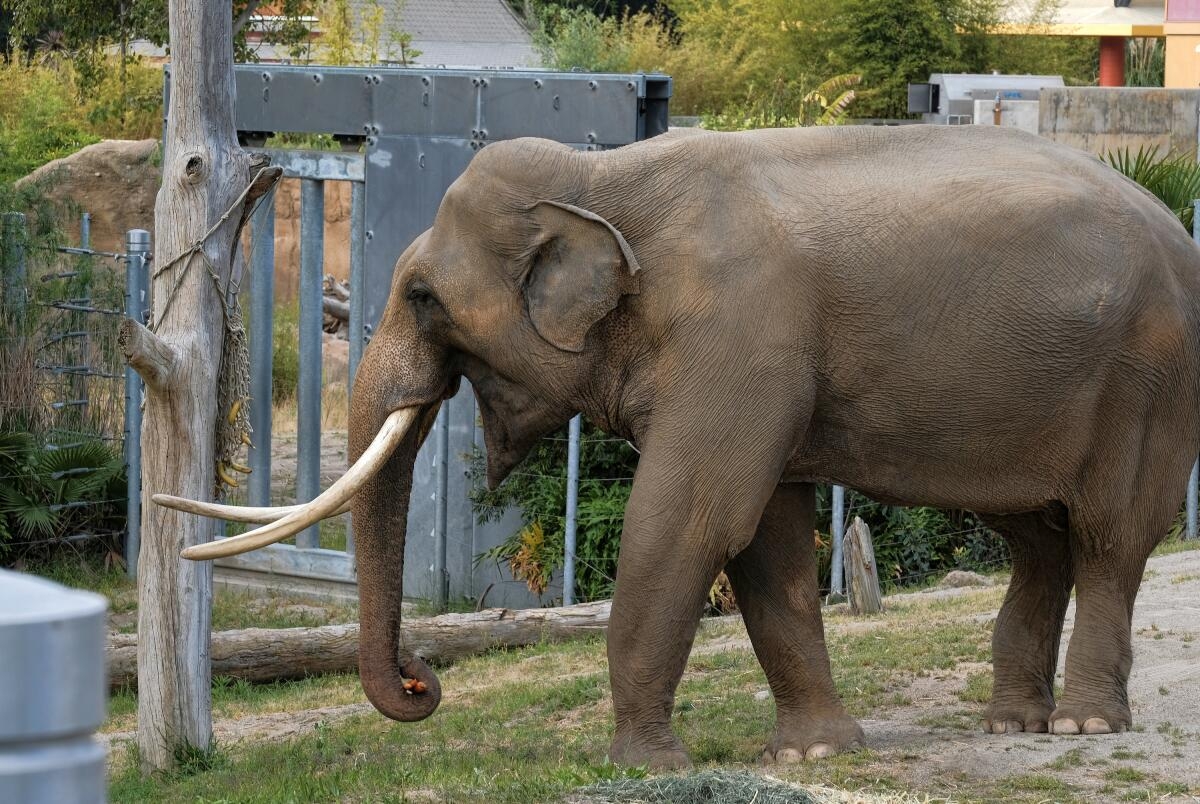 elephant group for short crossword elephant group for short crossword