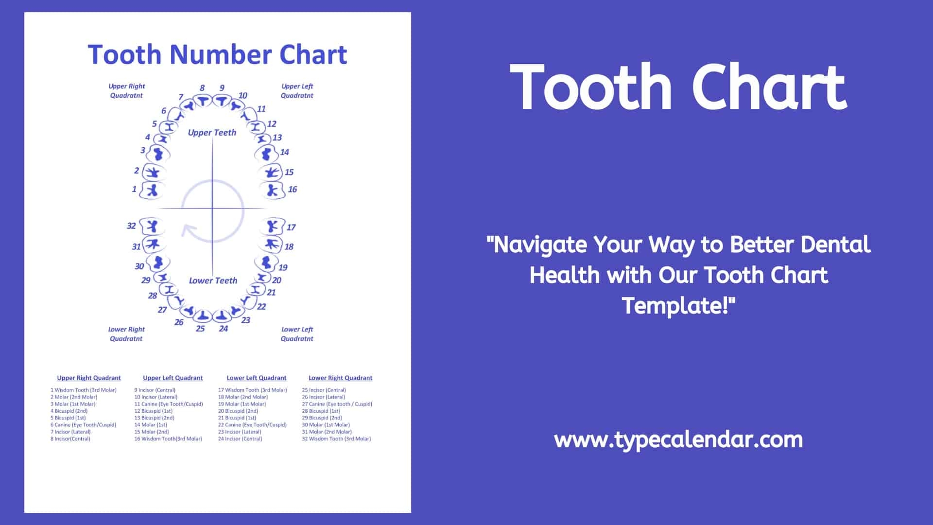 tooth number chart printable