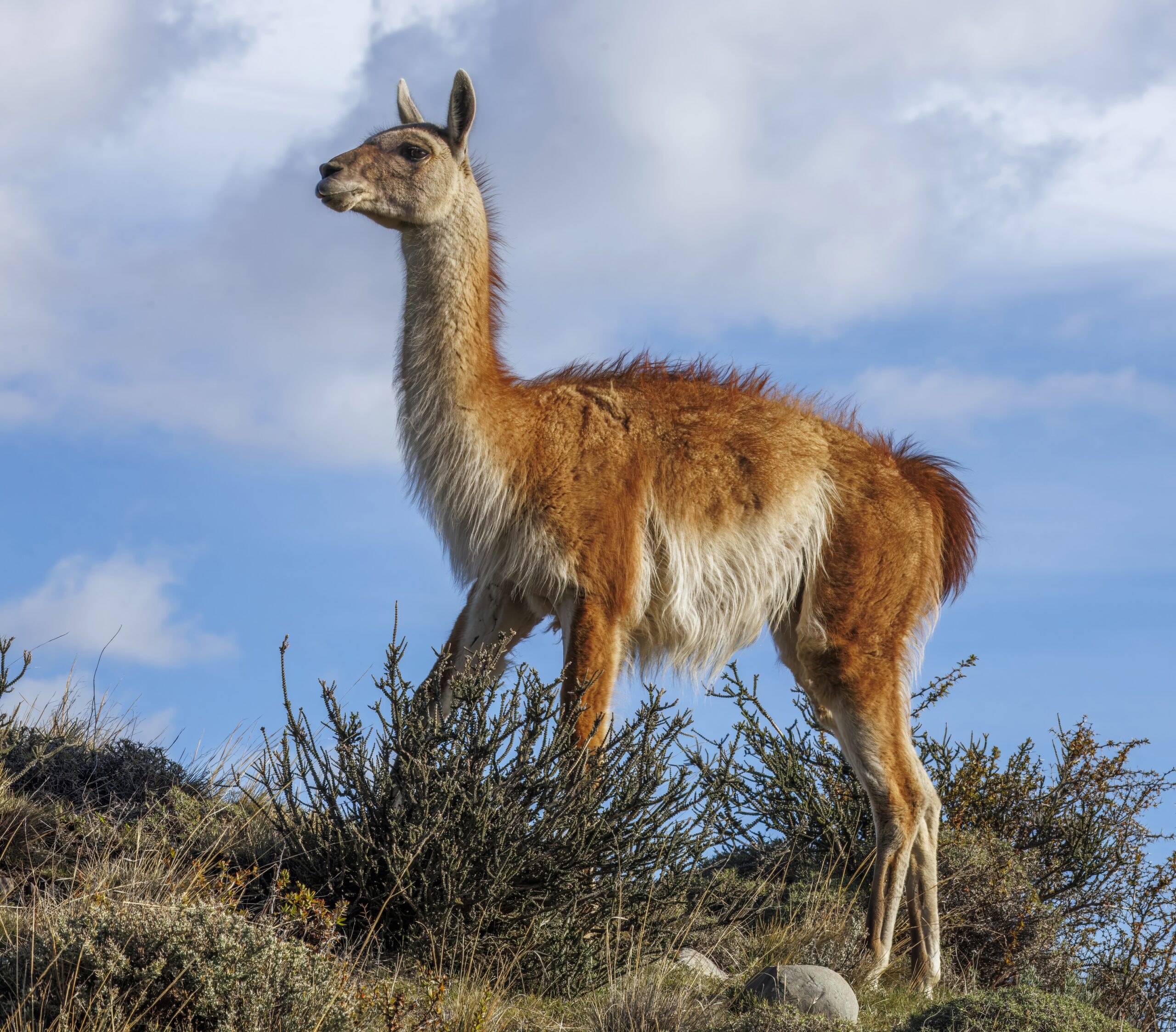 Guanaco Wikipedia