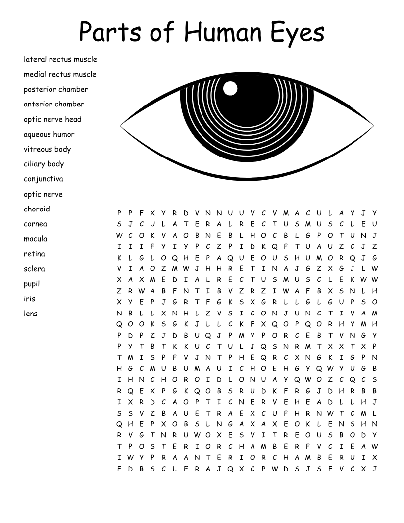Images wordmint p Parts of Human Eyes 314031 p