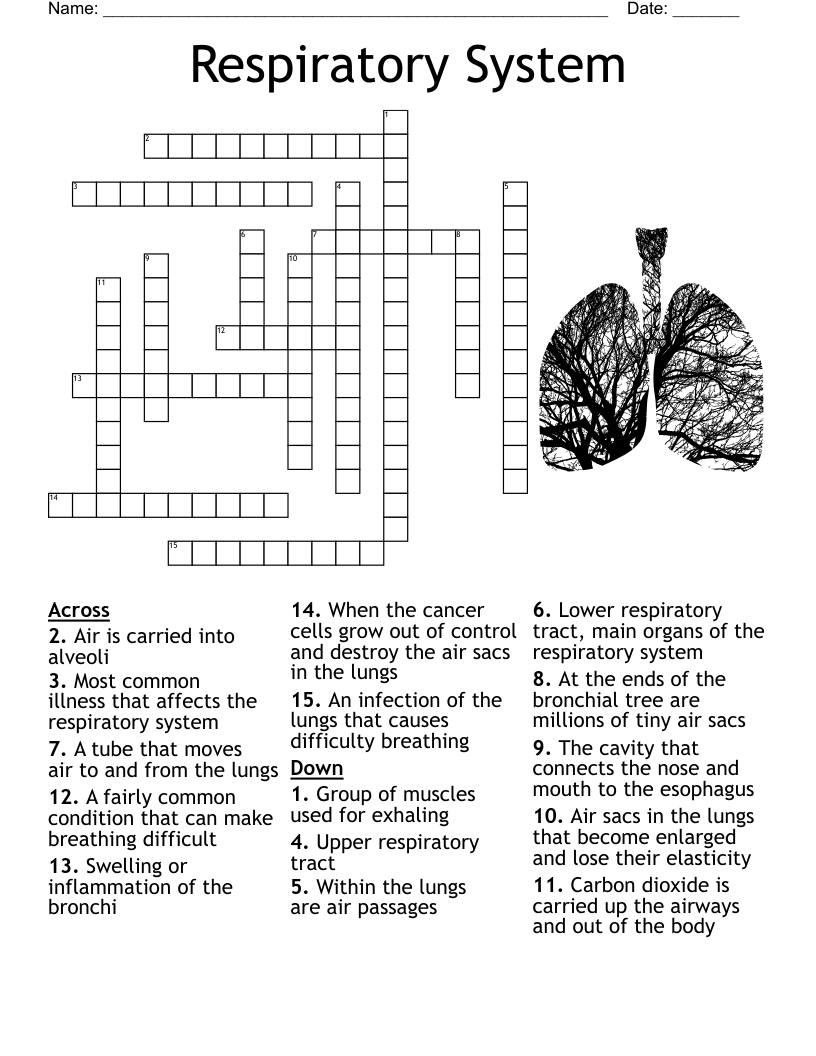 Images wordmint p Respiratory system 243703 pn 