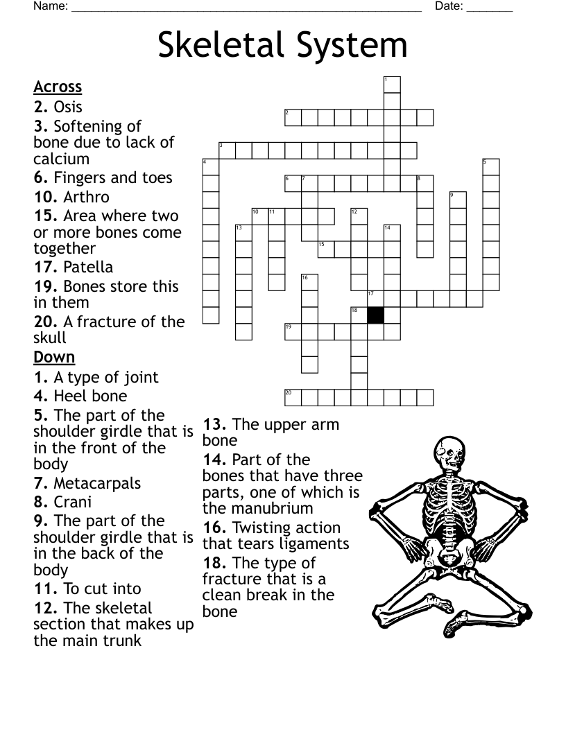 Images wordmint p Skeletal System 196726 png
