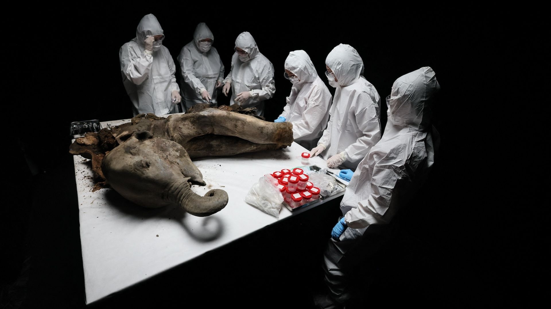 Mammoth Necropsy Scientists Cut Open 130 000 year old Baby Yana Live Science