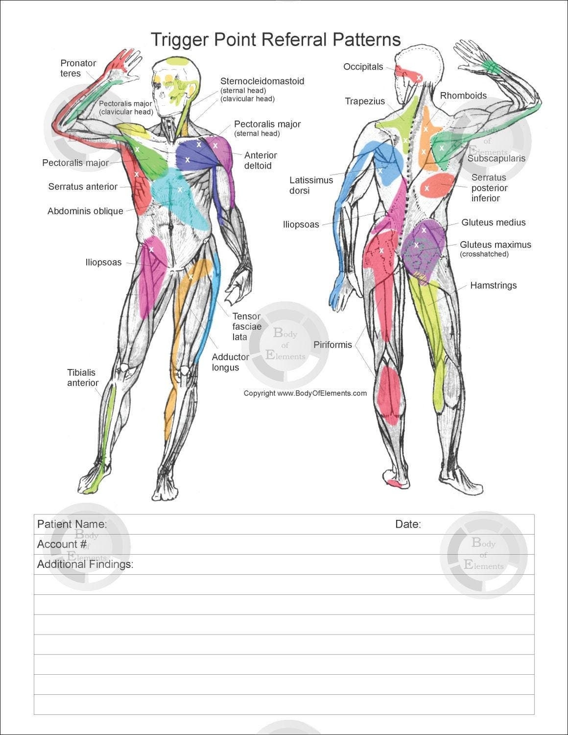 Muscle Trigger Points Clinic Handout Massage Chiropractic Medical 8 5 X 11 Digital Download Etsy