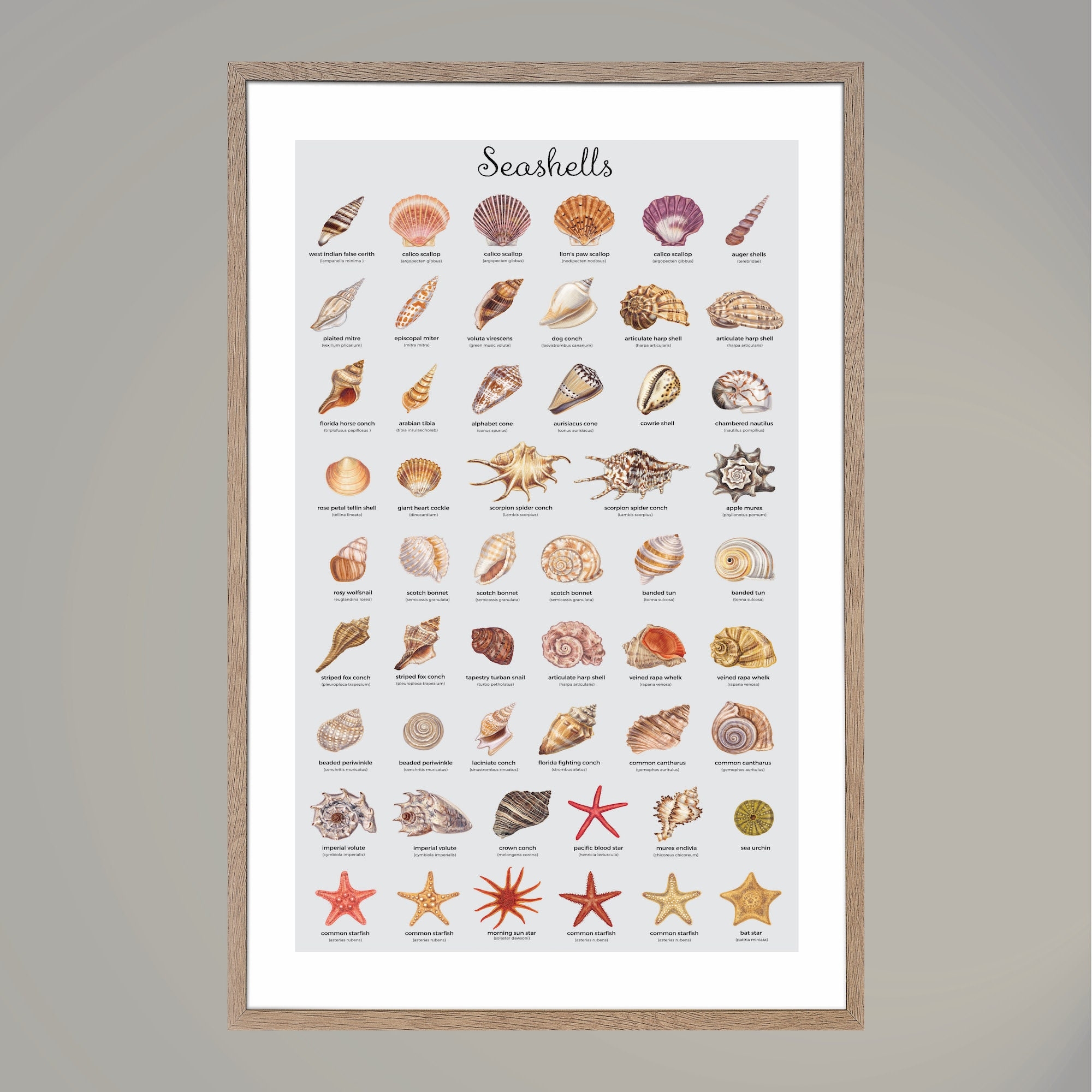 printable seashell identification chart