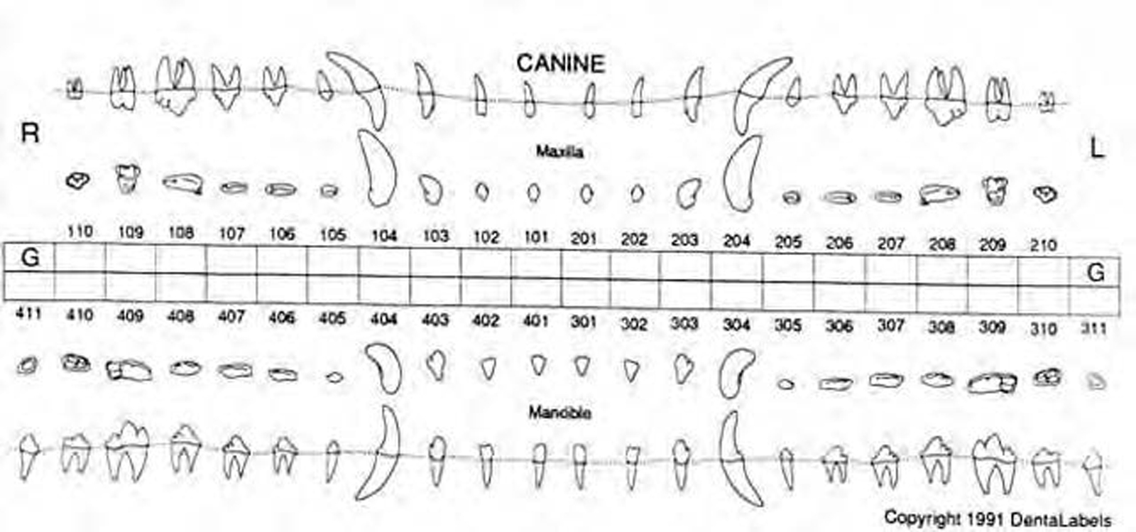 Normal Canine Dental Radiographs Vet Dent Edu Normal Canine Dental Radiographs Vet Dent Edu