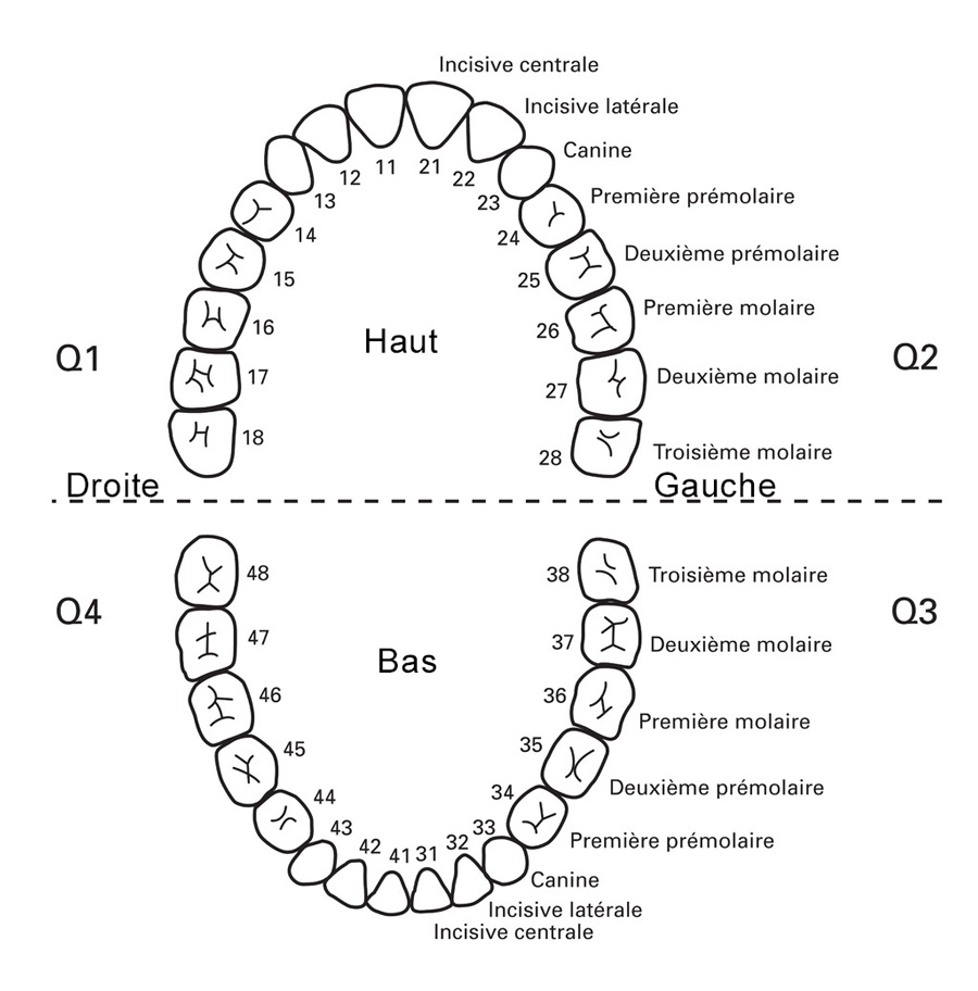 Num rotation Des Dents Et Quadrants Chez Le Dentiste B cco
