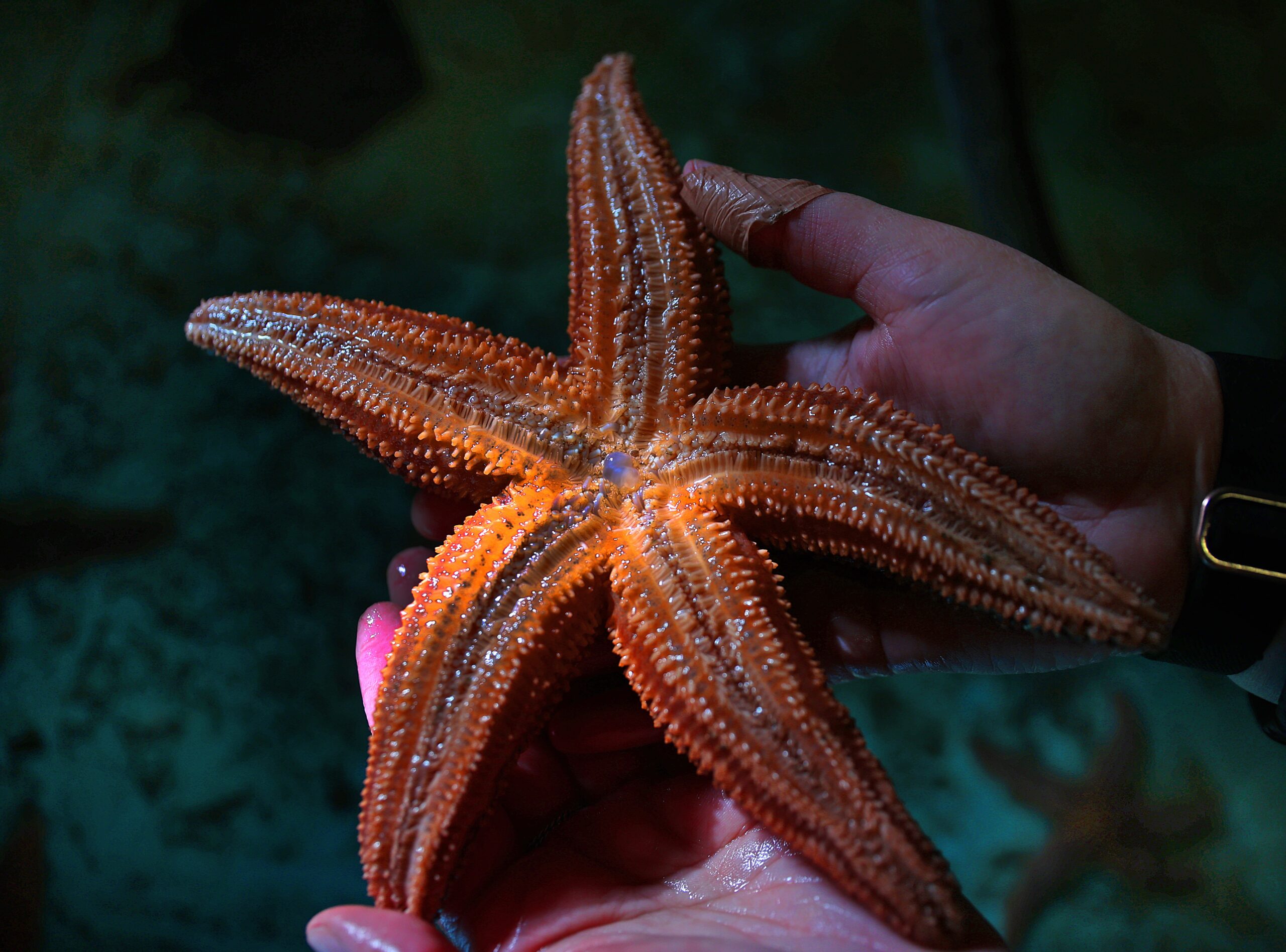 Ocean Genome Legacy Saving Marine DNA From Extinction