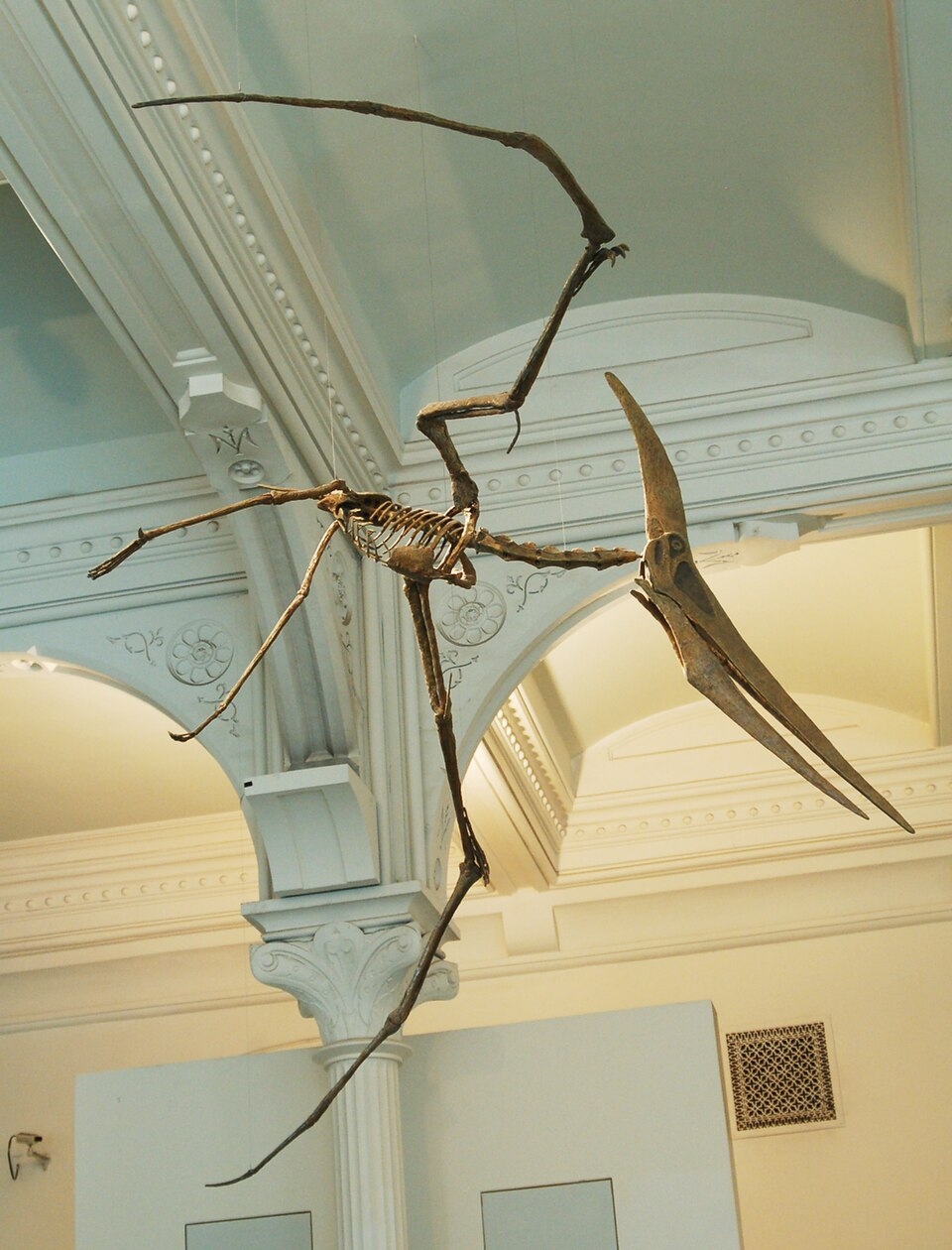Pterosaur Wikipedia