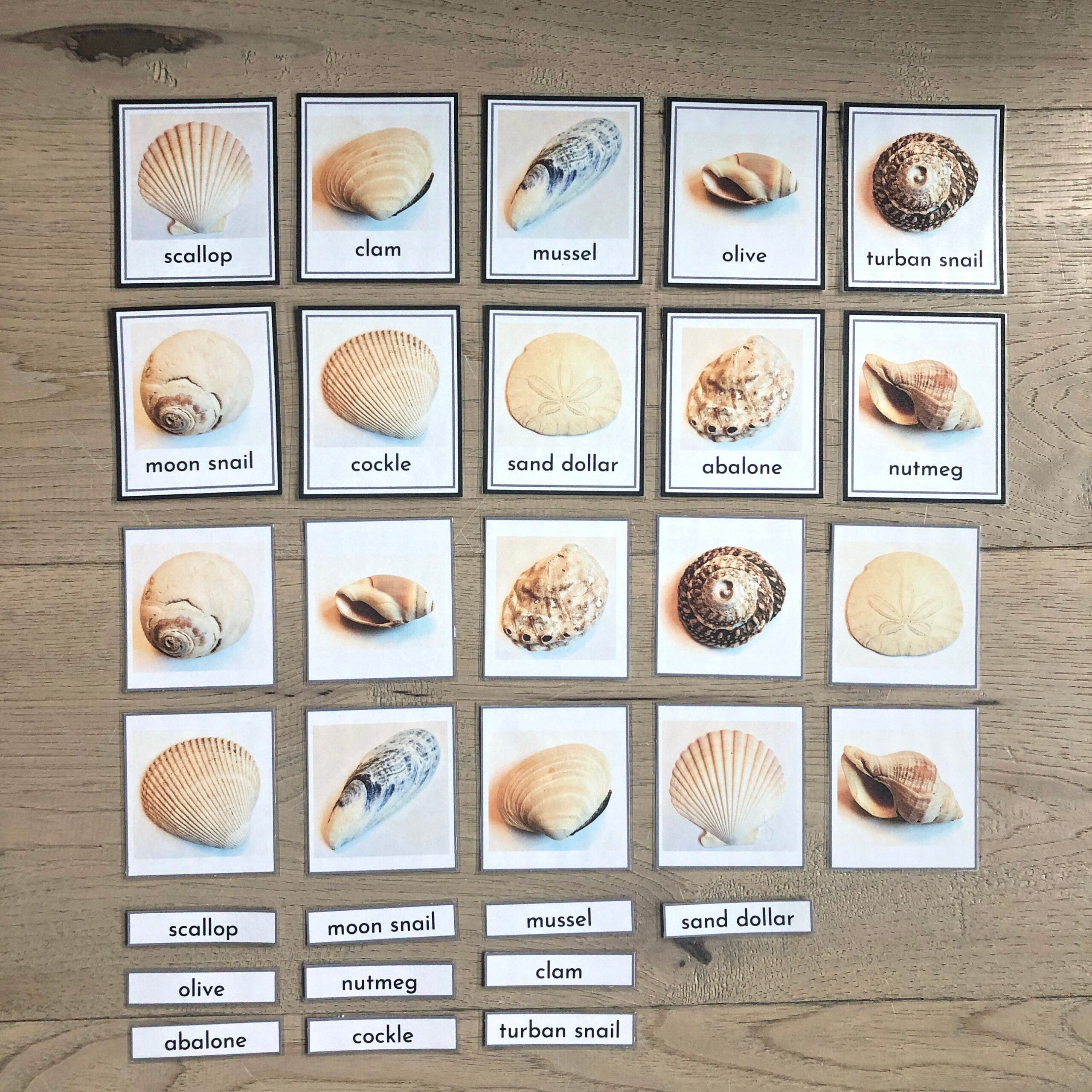 Shell Identification Etsy Israel