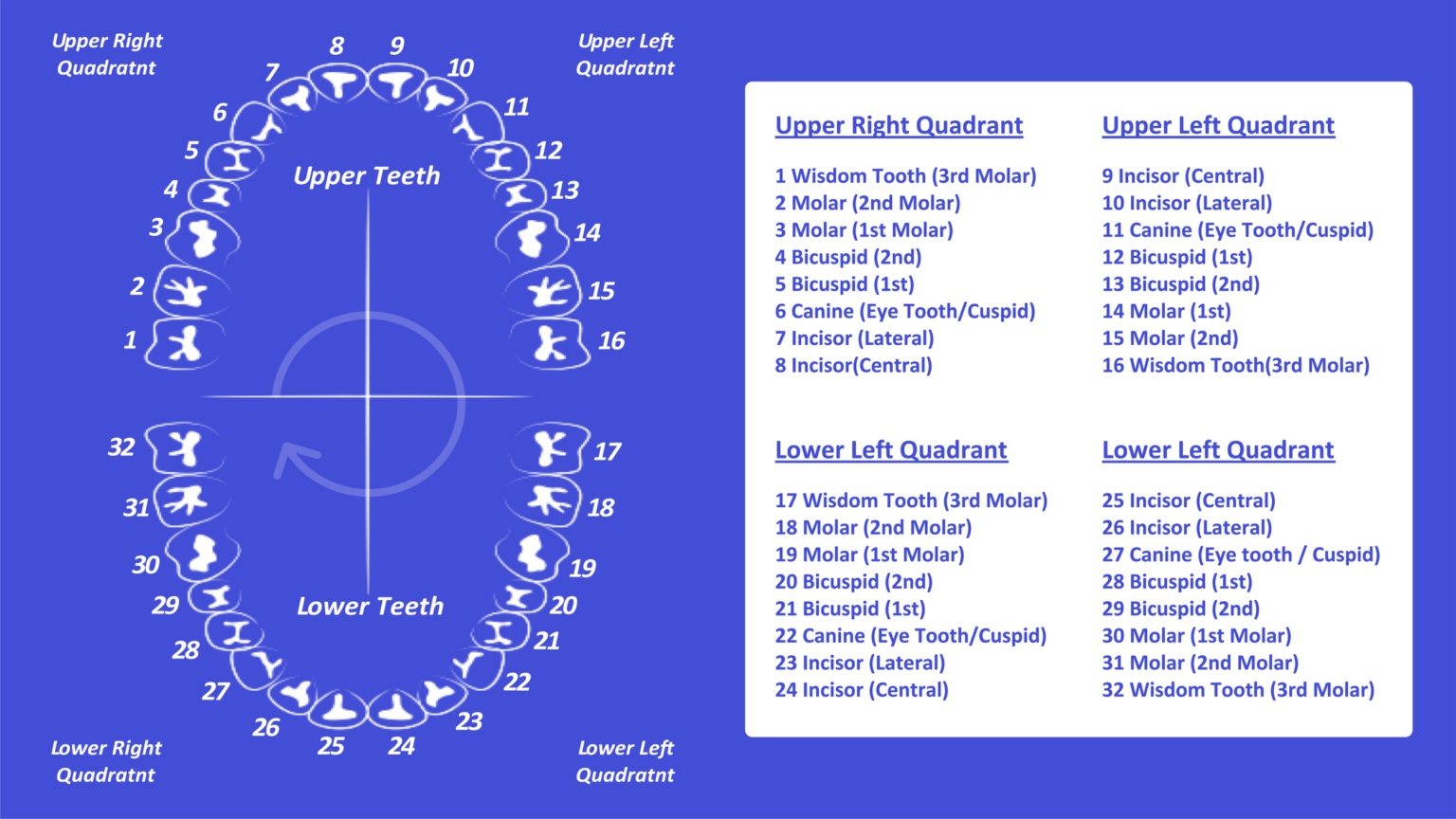 Printable Surface Profile Chart.pdf Printable Tooth Surface Chart - Jenny Blog