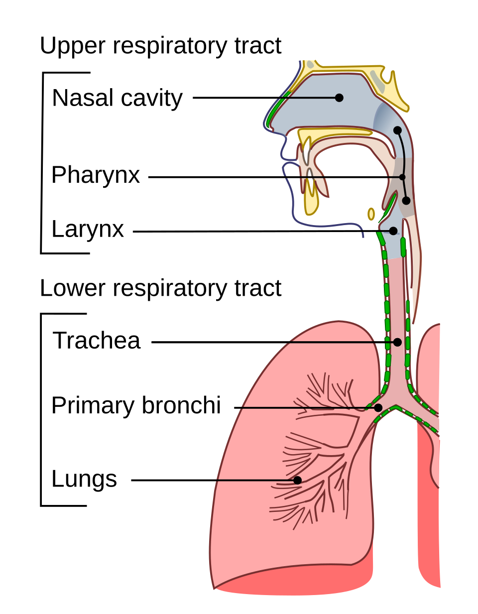 Trachea Wikipedia
