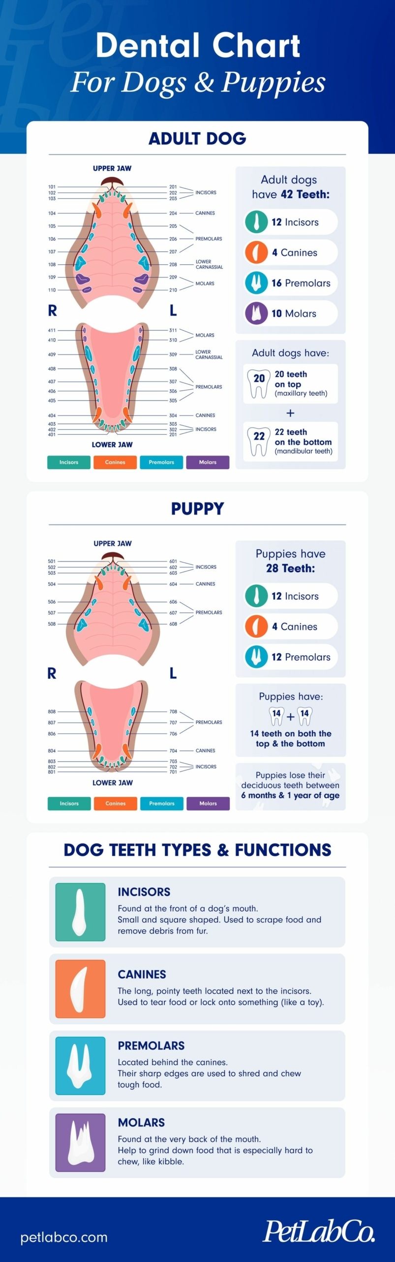printable canine dental chart printable canine dental chart